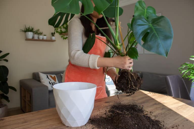 repotting monstera plant