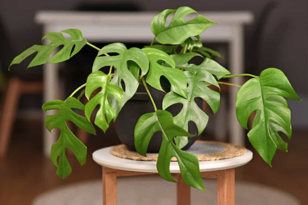 A young mini. monstera houseplant in a black (possibly plastic) pot on. a wooden stool with three natural wood legs and a circular white top. Theirs is also a woven mat on the stool on which the plant sits. out-of-focus background of white wooden table and a natural wood chair leg or two.