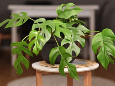 A How to Care for a Mini Monstera Houseplant