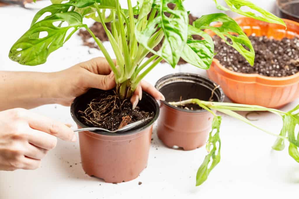 Repot a Monstera