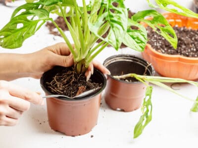 A How to Repot a Monstera Houseplant