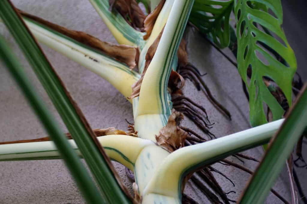 Monstera Roots