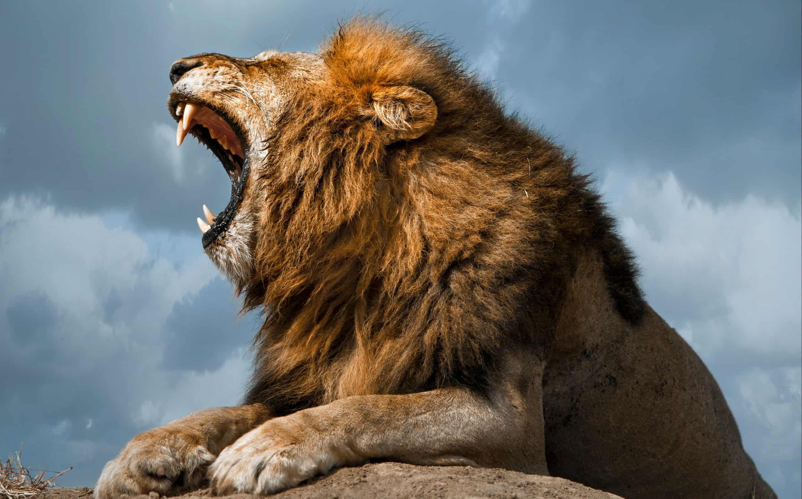 Could an Unarmed Human Beat a Lion? - AZ Animals