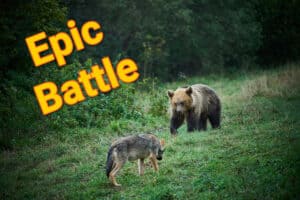 Watch a Fearless Wolf Bully a Grizzly Bear and Steal His Lunch photo