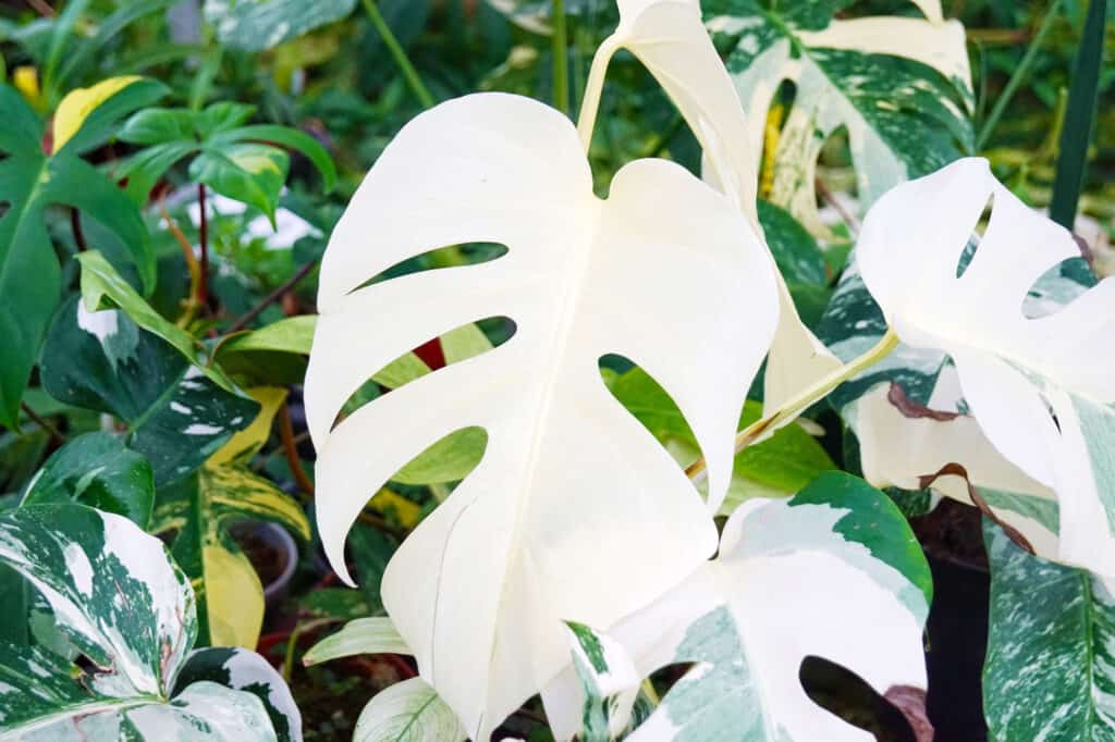 closeup white monstera leaf