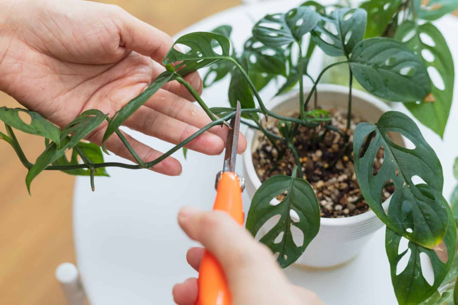 Monstera Plant Care: How to Take Care of Your Monstera Houseplant - A-Z ...
