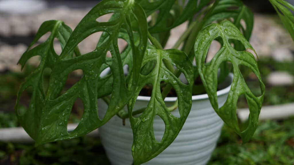 Swiss Cheese Plant vs Monstera