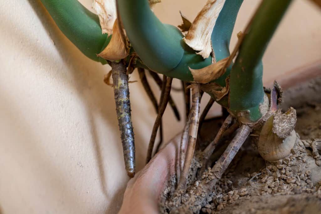 Monstera Roots