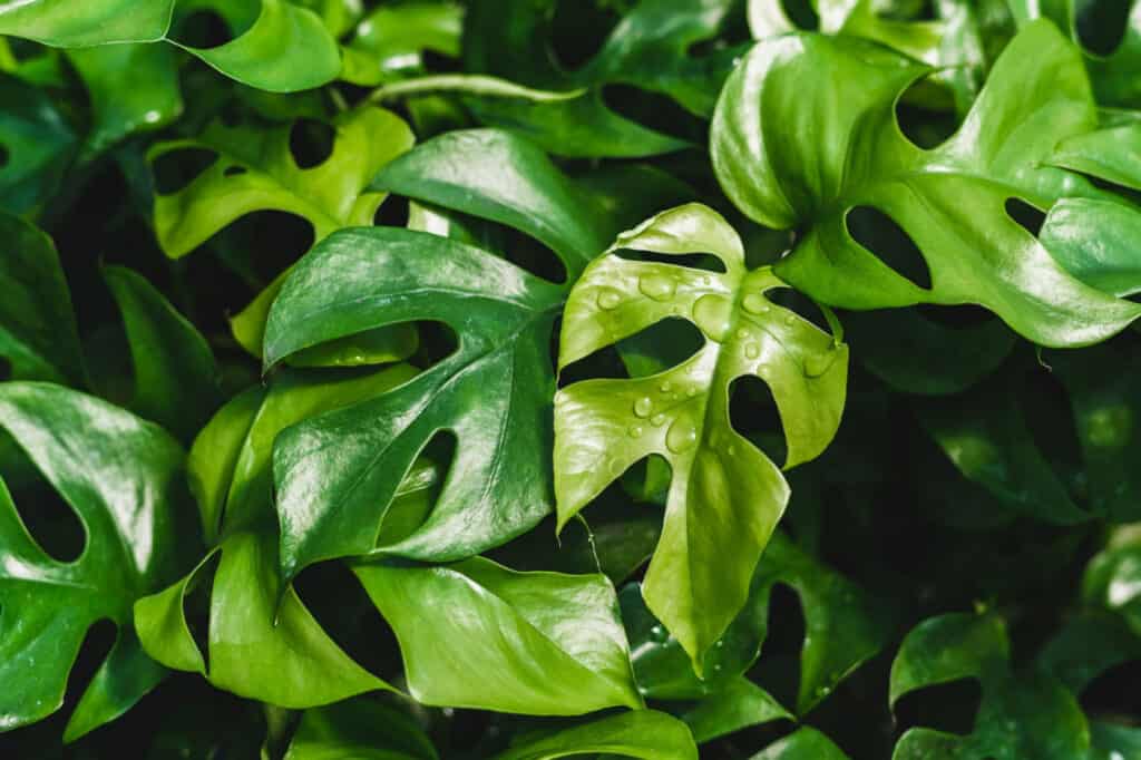 Full frame of mature mini monster houseplant leaves. The plant has split leaves of green.