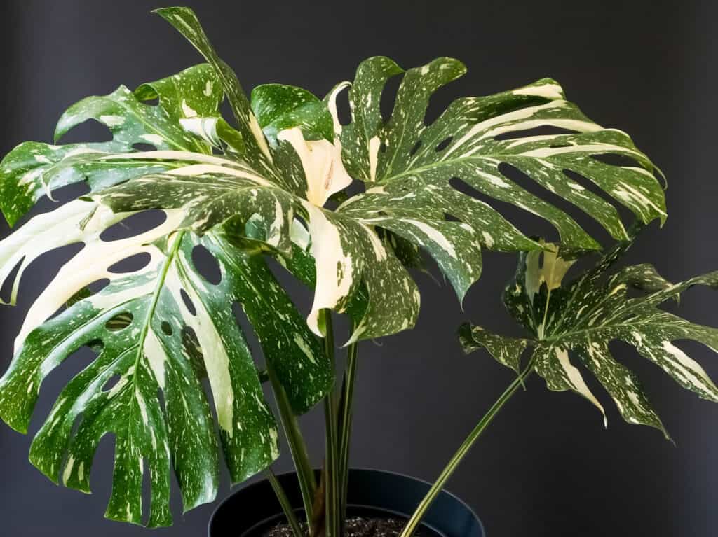 An albino monstera Plant.A monstera is a split-leaf plant, with very large leaves. the alpine monster has variegated leaves that are primarily deep green dappled with creamy areas. This one is growing in a black pot with a indistinct gray background.