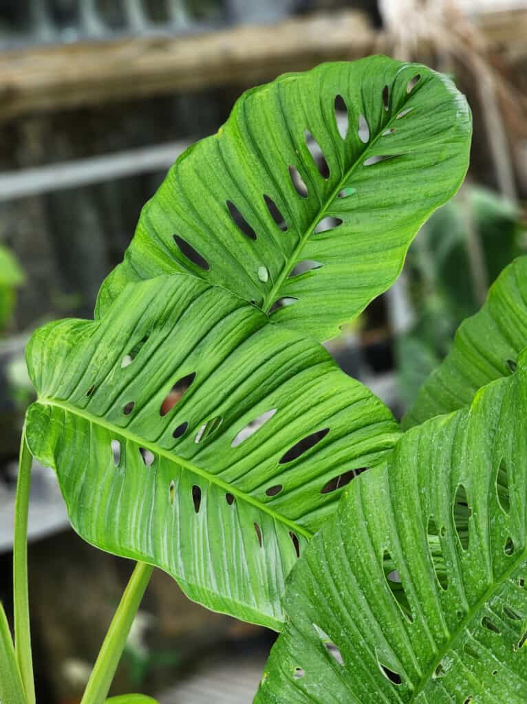 monstera variety