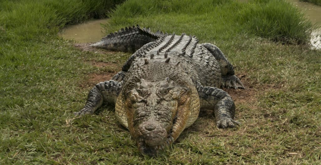 Saltwater crocodile on shore