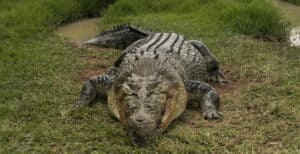 Is It True Crocodiles Are Mating Like Crazy After Hearing Chinook Helicopters Flying By? photo