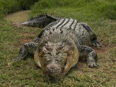 A Crocodile Quiz: Test Yourself!
