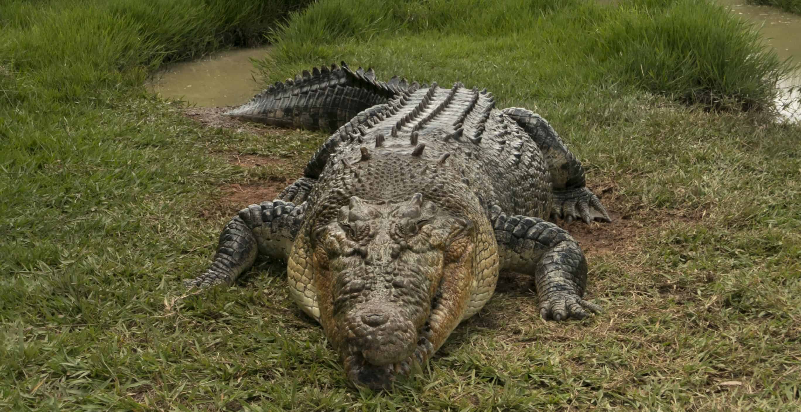 Moving North? Rare Sight Finds American Crocodile in Central Florida