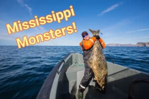 See Two Fishermen Pull in Monster Catfish from the Mississippi River Picture