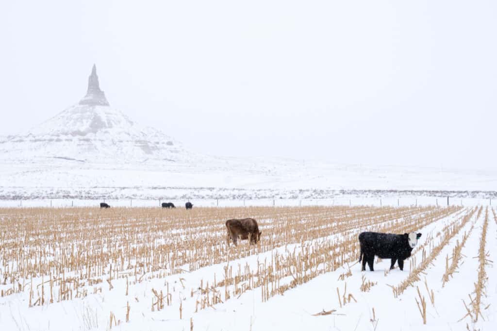 cows in snow field in nebraska