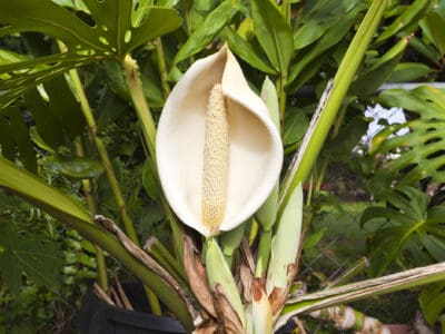 A Discover the Largest Monstera Plant Ever