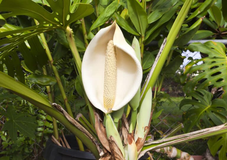 monstera flower close up