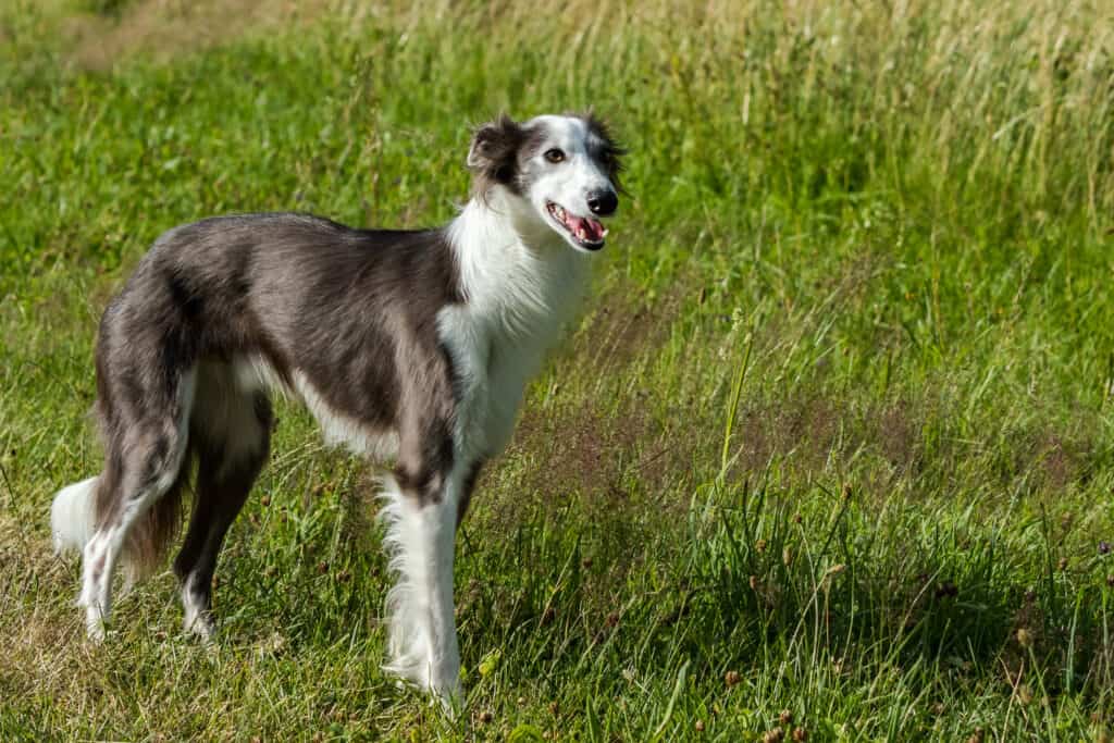 Silken Windhound