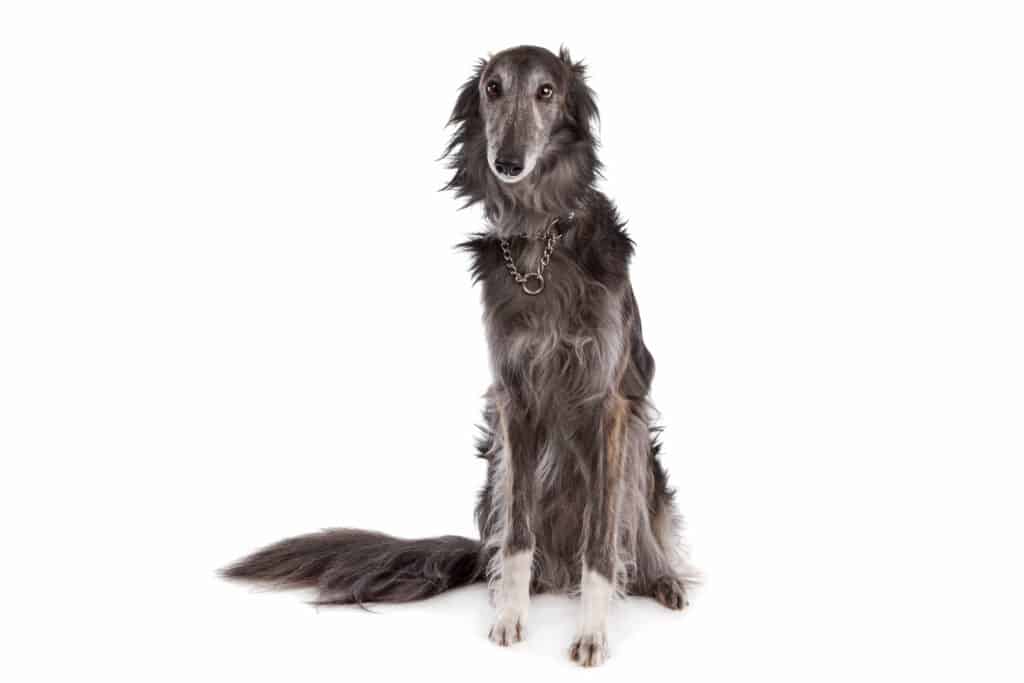 are silken windhounds easy pets