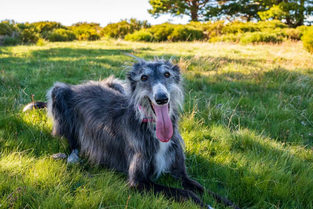 Silken windhounds