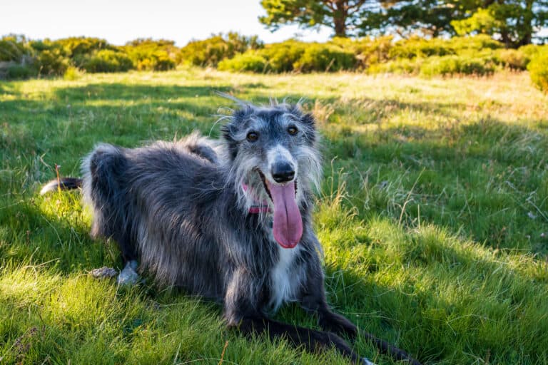 Silken windhounds