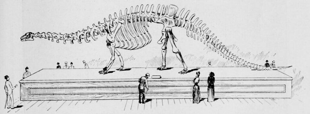 Amphicoelias skeleton 1892