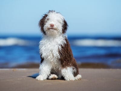 Spanish Water Dog Picture