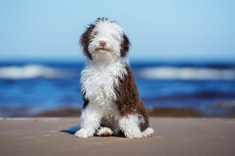 A Spanish Water Dog Sits on a Beach