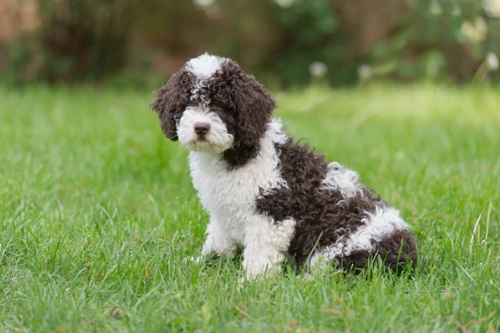 A spanish water dog sits on the lawn