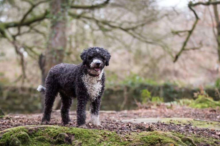 Spanish Water Dog in a Wooded Area