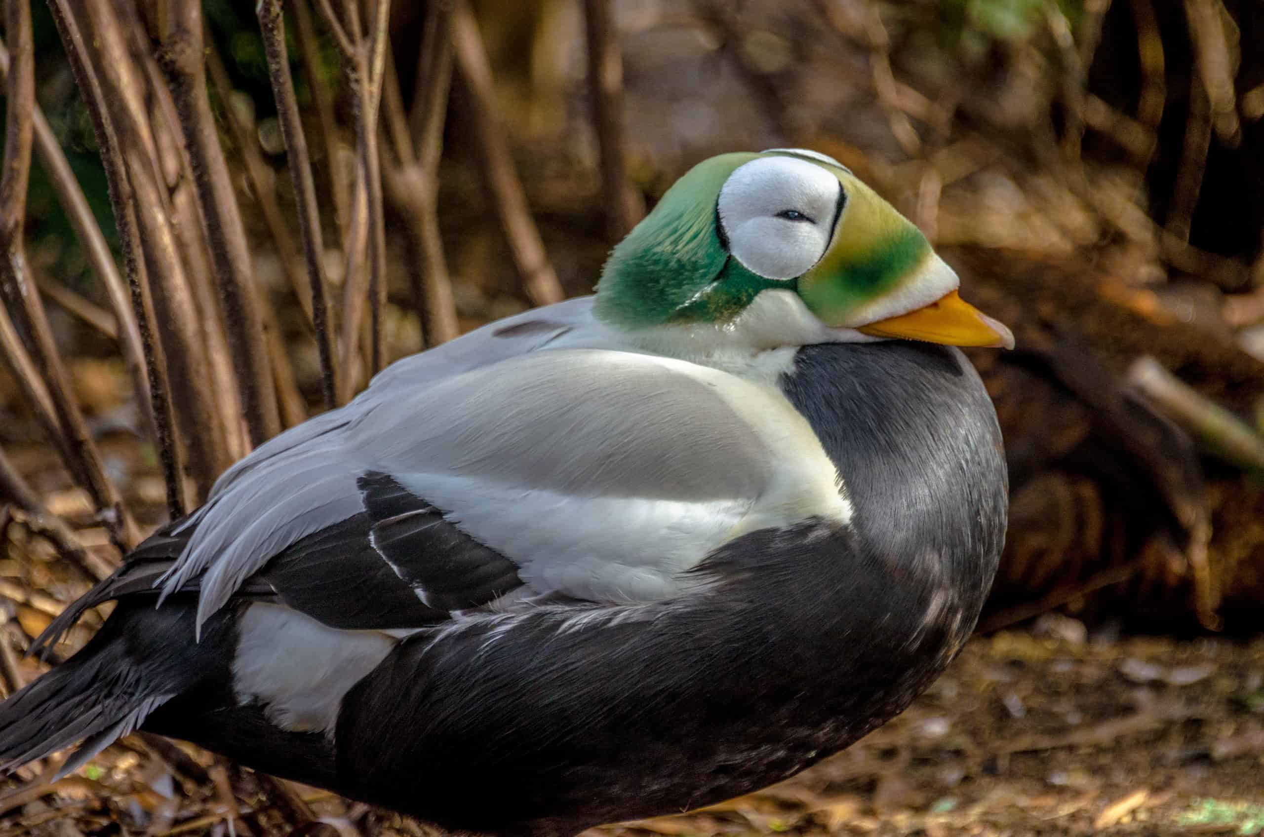 Eider Bird Facts | S. mollissima, S. fischeri, S. spectabilis - AZ Animals