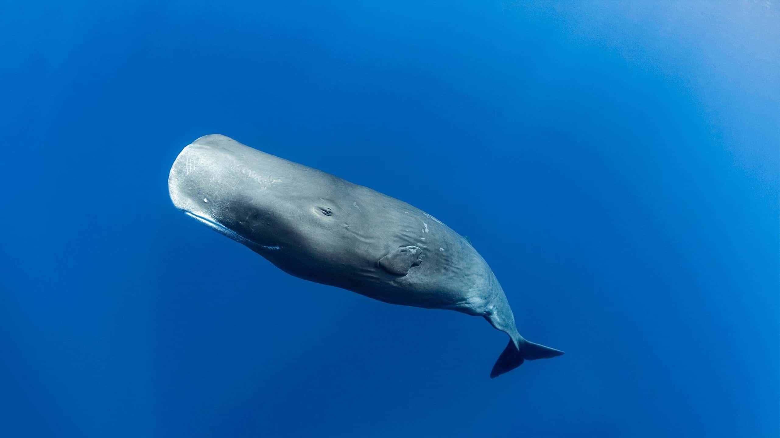 What Caused the Largest Known Mass Stranding of Stejneger's Beaked Whales?