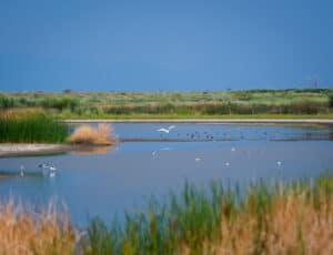 Discover the Importance of Wetlands and 16 Animals You’ll See There Picture