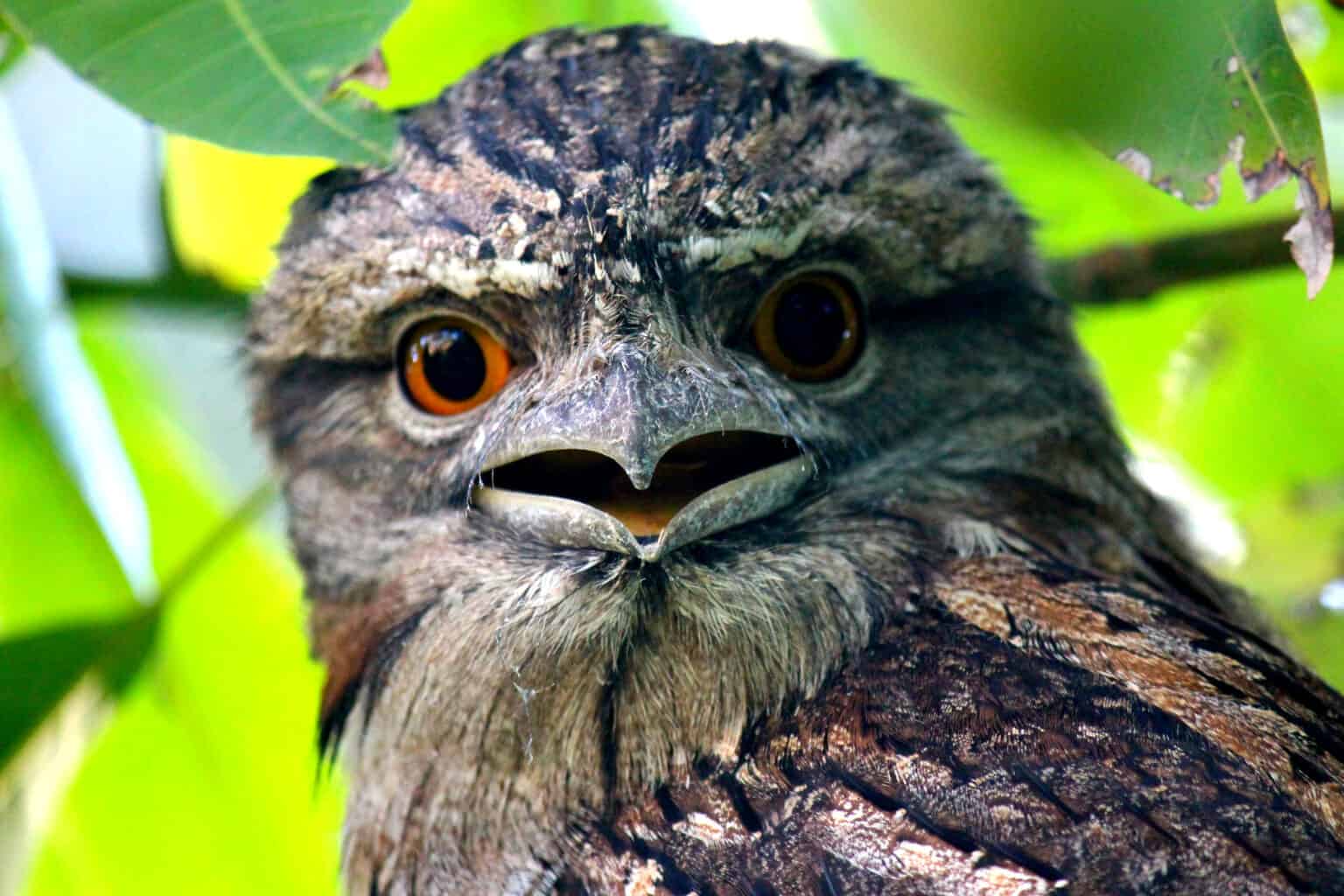 Tawny Frogmouth Bird Facts - Podargus strigoides - A-Z Animals