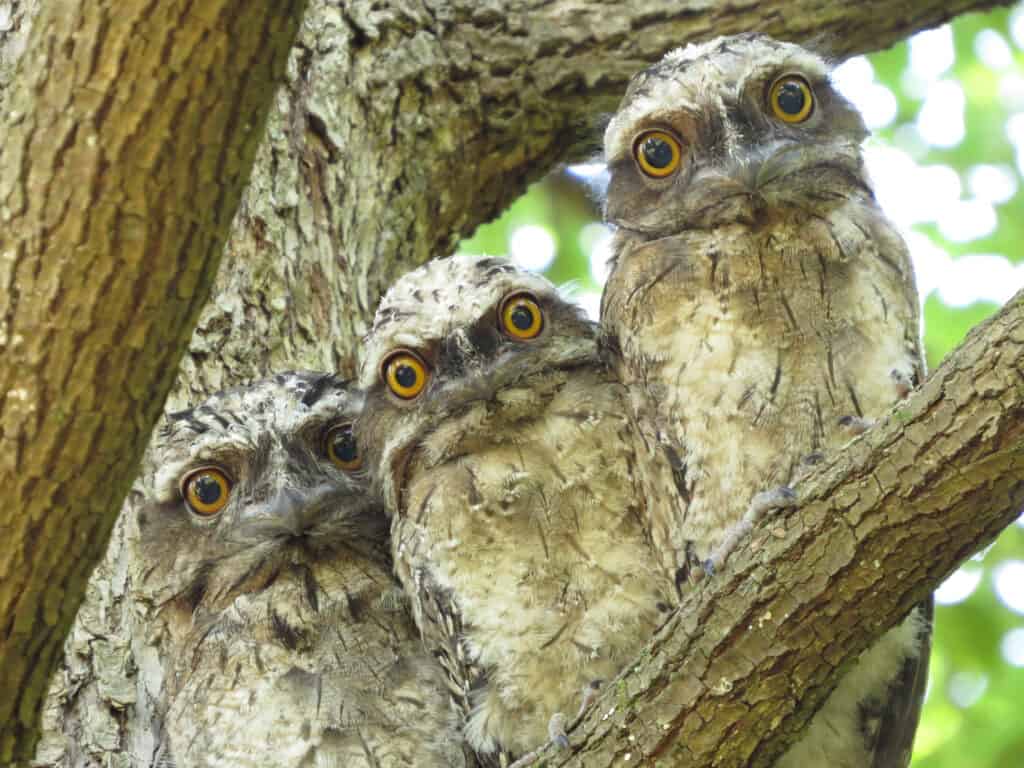 Tawny Frogmouth