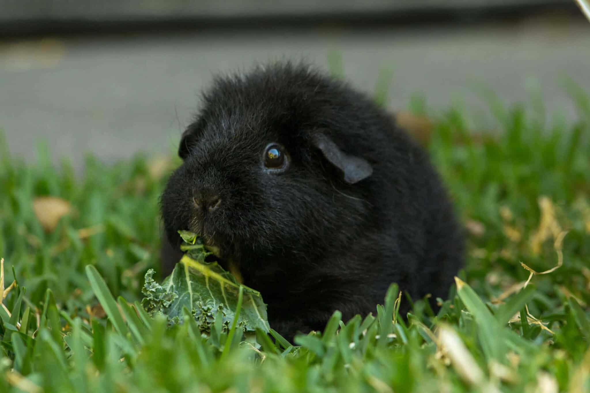 Take A Look About Guinea Pigs Teddyfeed