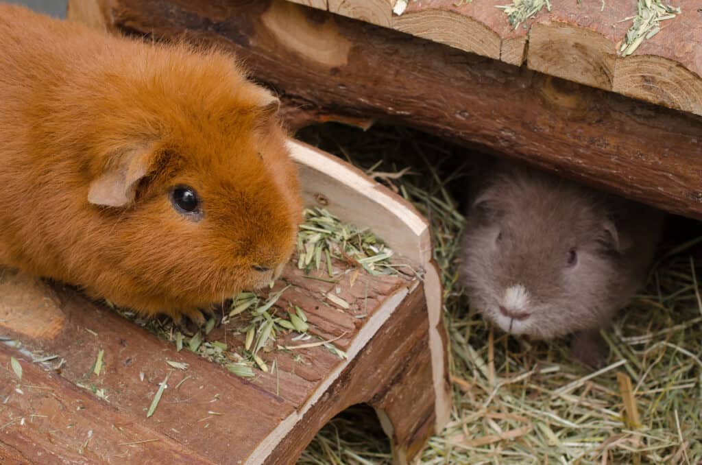 Teddy Guinea Pig