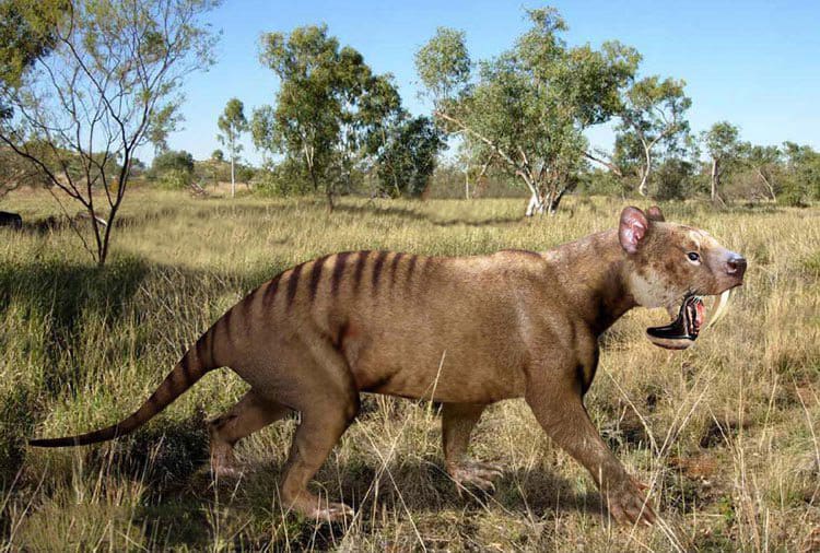 El marsupial con dientes de sable más grande pesaba casi 300 libras