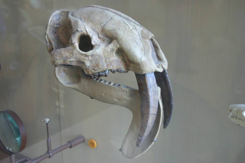 Thylacosmilus skull