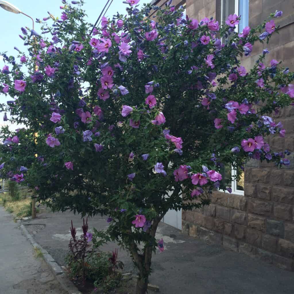 Hibiscus syriacus pruned into a tree