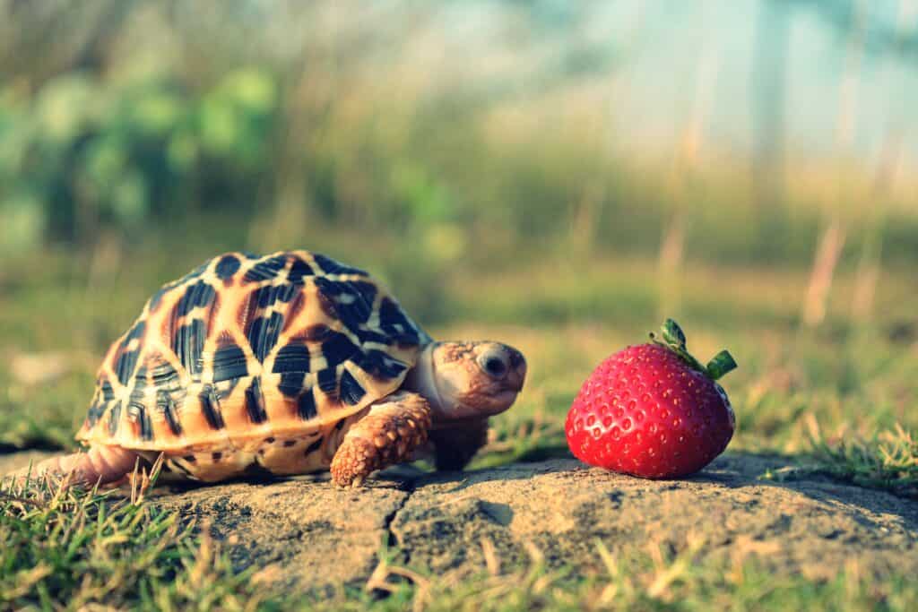 Turtle About to Eat a Strawberry