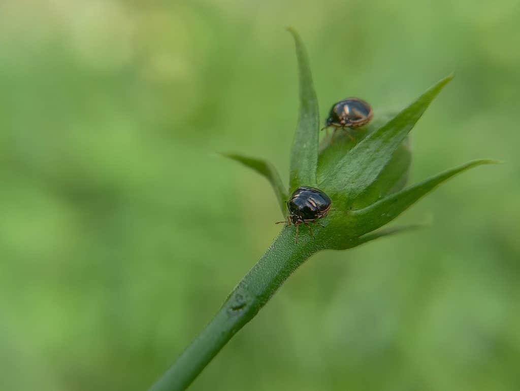 Two Kudzu Bugs on a Stem