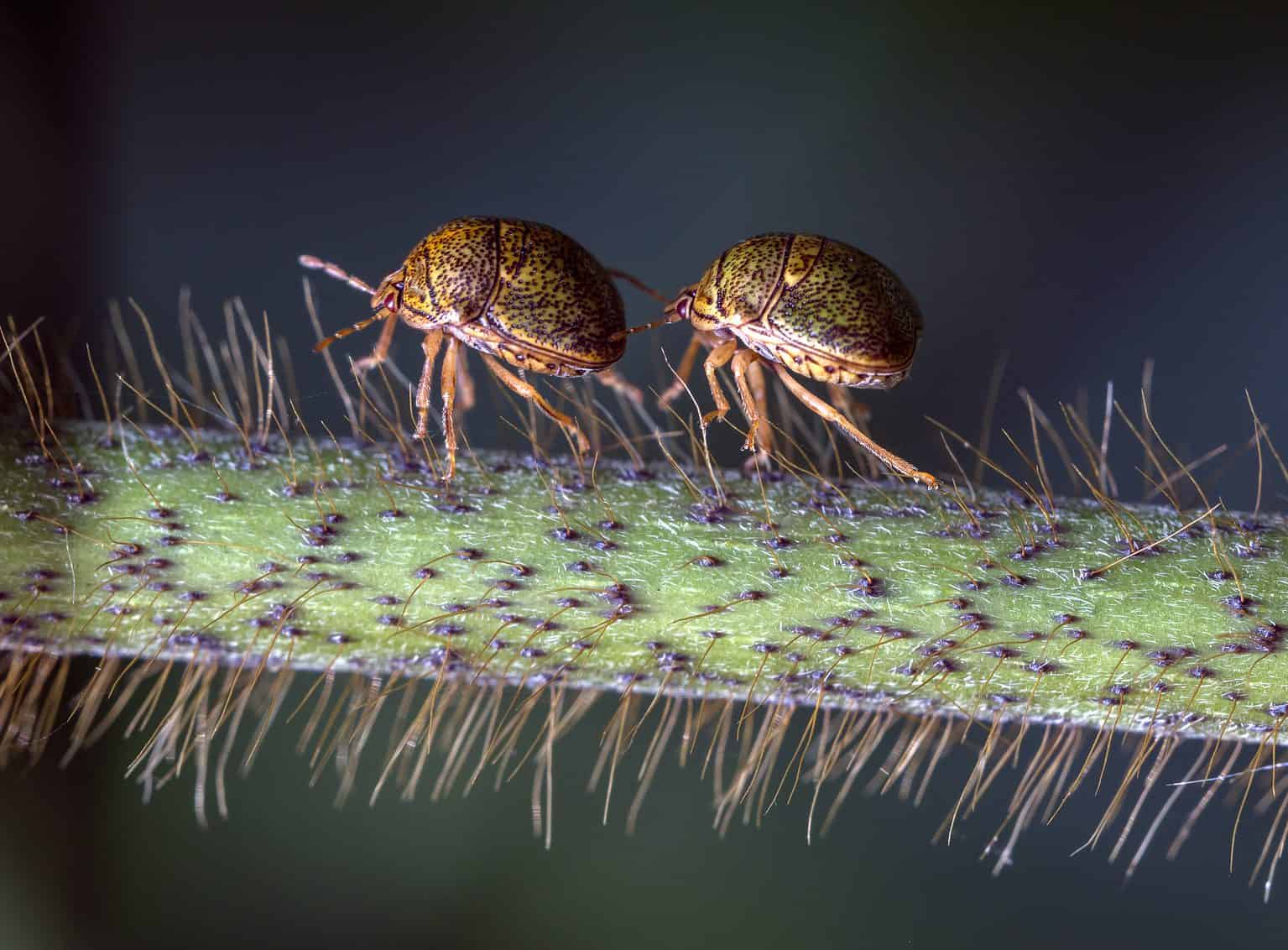 Kudzu Bug Animal Facts - Megacopta cribraria - A-Z Animals