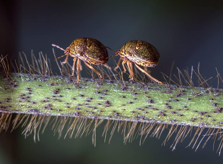 Two Kudzu Bugs Walking Together