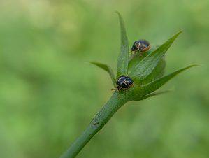 Kudzu Bug Animal Facts - Megacopta cribraria - A-Z Animals