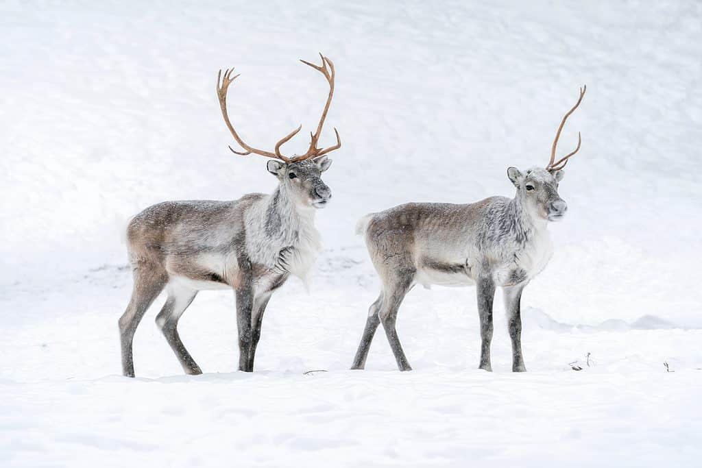 Two reindeer in the snow