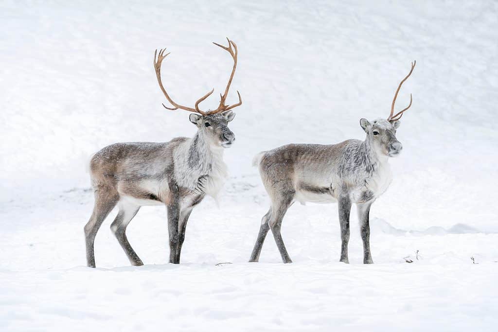 Reindeer are much faster than bears