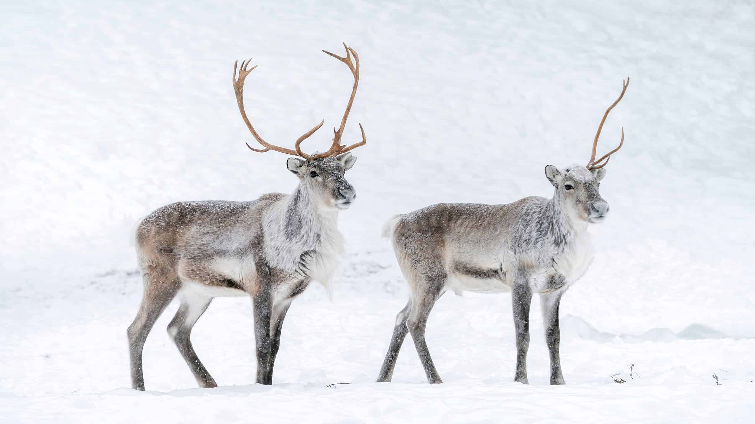 Beyond Rudolph: What Does Reindeer Really Taste Like?